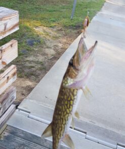 Daiwa One Size Multi 17 819p7jBYn6L