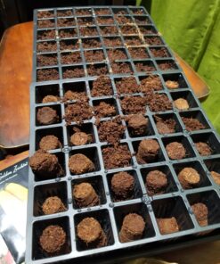 Burpee Self-Watering Seed Starter Tray, 72 Cells 72 Cell Self-Watering Starter 32 819qn94ckvL