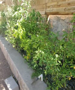 General Hydroponics MaxiGro Plant Food For Vigorous Growth, 2.2 lb 54 819u3Je5LRL