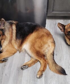 Blue Buffalo Basics Skin & Stomach Care, Natural Adult Dry Dog Food, Salmon & Potato 24-lb 24 Pound (Pack of 1) 34 819w5Sxzy9L 2