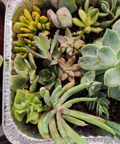 FATPLANTS 10 Living Succulent Cuttings 75 819x0gbTHvL