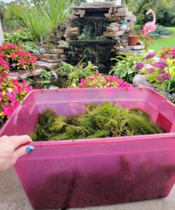 Alternative view of Hughes Water Gardens Oxygenating Hornwort (1 Bunch - 6 Stem Plants)