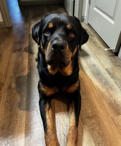 Dog Shock Collar with Flashing Light for Night Walks,Dog Training Collar with Adjustable Pitch Beep,Vibration,Shock and Keypad Lock,Dog Training Collar with Remote 4000FT,Shock Collar Dog 41 819zvrNCxyL