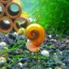 Ramshorn Snails, Algae Eater, Live Snails for Freshwater Aquariums - 1/8 to 1/2 inch (10 Snails) 10 Snails 19 81A EsMksL
