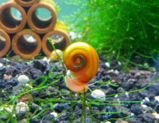 Ramshorn Snails, Algae Eater, Live Snails for Freshwater Aquariums - 1/8 to 1/2 inch (10 Snails) 10 Snails