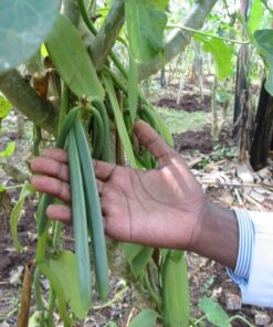 10 Split Extract Grade B Madagascar Bourbon Vanilla Beans 13~15 cm (5~6") by Vanilla Products USA 29 81A1HmHQloL 1