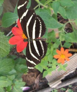 Outsidepride Tithonia Speciosa Red Mexican Sunflower Garden Cut Flowers - 1000 Seeds 59 81A5Ws7FY1L