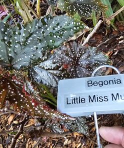 Brother Genuine P-Touch TZE-131 Tape, 1/2" (0.47") Standard Laminated P-Touch Tape, Black on Clear, Perfect for Indoor or Outdoor Use, Water Resistant, 26.2 Feet (8M), Single-Pack, TZe131 0.47 in x 26.2 ft 16 81A6eRXa55L