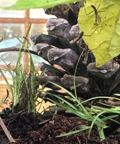 Praying Mantis Egg Case with Hatching Habitat Cup - 2 Praying Mantids Egg Cases 2 Egg Pod Habitat Cup 54 81A7Mu5FVAL