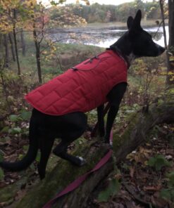 Kurgo Loft Dog Jacket, Reversible Dog Coat, Wear with Harness or Sweater, Water Resistant, Reflective, Winter Coat For Medium Dogs (Chili Red, M) Chili Red/Charcoal 38 81ACkxP7XEL