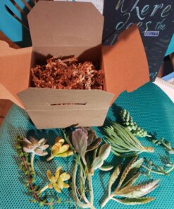 FATPLANTS 10 Living Succulent Cuttings 72 81AD7r2jHjL