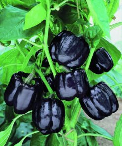 Sweet Bell Pepper Black Horse Seeds Heirloom Vegetable for Planting Giant Non GMO 30 Seeds 13 81AEF5tSysL