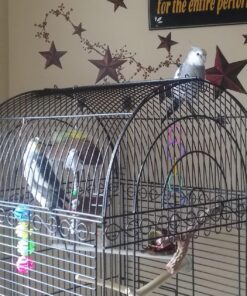 Kaytee Forti-Diet Pro Health Cockatiel Pet Bird Food, 5 Pound 5 Pound (Pack of 1) 42 81AH0NHgorL