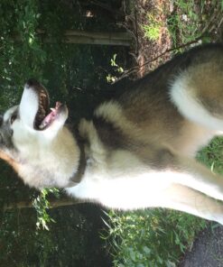 NaturVet Quiet Moments Calming Aid Plus Melatonin 180 Soft Chews 13.9OZ 30 81AIeig33LL