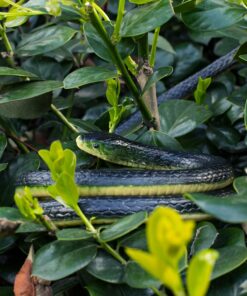 Whaline Large Realistic Rubber Snakes 52inch and 3Pcs Fake Snake Prank Toys 31.5inch, 2 Size Scary Fake Black Mamba Snake for Garden Props to Keep Birds Away, Pranks, Halloween Party Decoration 12 81ALxhBSgrL