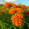 Outsidepride Butterfly Milkweed Asclepias Tuberosa Garden Plant Flower Seed - 500 Seeds 3 81ANJlUkZkL