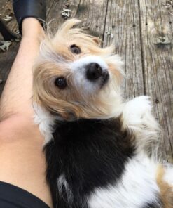 Maxshop Dog Grooming Kit, Low Noise Rechargeable Dogs Shaver Clippers Electric Quiet Dog Hair Trimmer for Dogs and Cats with Comb Guides Scissors Nail Kits (Gold Black) Gold Black 79 81ARRFjPxgL