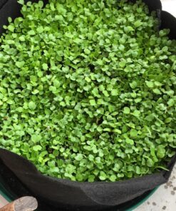 7 Varieties of Leafy Power Green Organic Seeds, Non-GMO Seeds for Planting, Heirloom Seeds - Spinach Seeds, Arugula, Kale, Lolla Rossa Lettuce Seeds, Buttercrunch, Gourmet Mix Lettuce, Swiss Chard 63 81AUNu7IryL