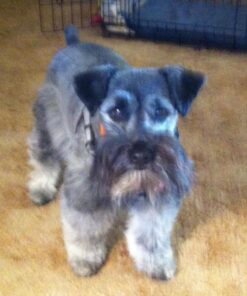 Pet 'n Shape Chik 'N Rice Dumbbells - All Natural Dog Treats, Chicken, 32 oz 2 Pound (Pack of 1) 45 81AUuxpMXgL