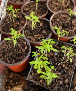 Burpee Super Sweet 100' Hybrid Cherry Tomato, 50 Seeds 29 81AYPRZKgFL