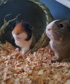 Oxbow Animal Health Timothy Hay Bungalow - Large Large (Pack of 1) 20 81AZEzw84mL