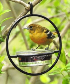 Mosaic Birds Hummble Basic Bird Feeder, M045-200, 3.4 Ounce Capacity, Clear, 1 Piece 43 81AadFspEBL