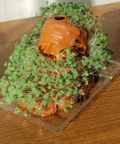 Chia Willie Duck Dynasty Planter 3 81AcX7IzTWL