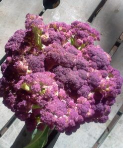 Southern AG 100520028 13021 Caterpillar Control, For Insects8 oz 19 81Adc IpnrL