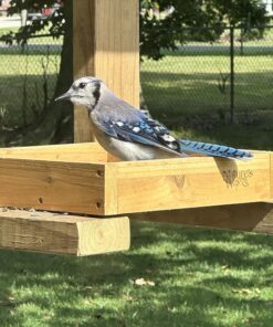 Nature's Way Bird Products CWF3 Cedar Platform Tray Bird Feeder 12" x 12" 12" x 12" 34 81AduUaQD9L