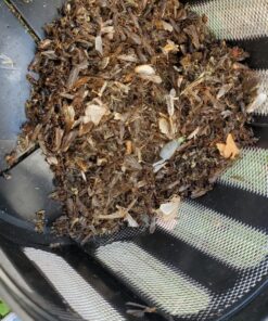 DynaTrap DT1050SR Mosquito & Flying Insect Trap – Kills Mosquitoes, Flies, Wasps, Gnats, & Other Flying Insects – Protects up to 1/2 Acre 37 81AmFLfRL