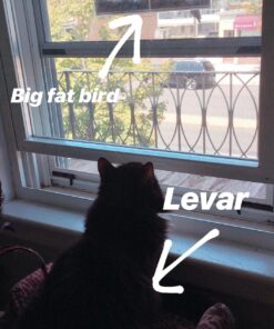 Extra Large Window Bird Feeders for Outside - Clear Bird Feeders for Viewing - Extra Strong Suction Cup Bird Feeder Window - Drainage Holes, Detachable Large Seed Tray, and Rubber Perch for Wild Birds Rectangular 39 81AnDUD3cvL