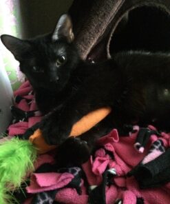 OurPets 100-Percent North American Catnip Filled Carrot Cat Toy 24 Karat OurPets 100-Percent Premium North- American Grown Cosmic Catnip Cat Toy 44 81AzCT7PxIL