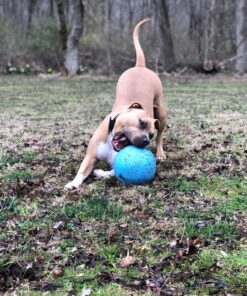 Jolly Pets Bounce-n-Play Dog Toy Ball, 8 Inches/Large, Blueberry, (Model: 2508 BB) Large (8 in) 37 81B lAqm3mL