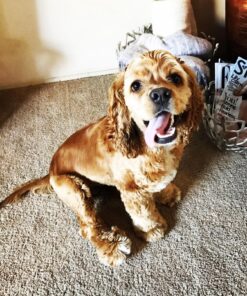 Wellness CORE Natural Grain Free Dry Dog Food, Puppy, 4-Pound Bag 24 81B2tRuQfeL