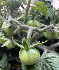 AeroGarden Red Heirloom Cherry Tomato Seed Pod Kit for AeroGarden Hydroponic Indoor Garden, 6-Pod 34 81B6hFkoq2L