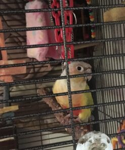 Kaytee Forti-Diet Pro Health Cockatiel Pet Bird Food, 5 Pound 5 Pound (Pack of 1) 35 81BCTphuP1L