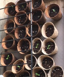 Seed Needs, Milkweed Seed Packet Collection to Attract Monarch Butterflies (6 Individual Seed Varieties to Plant) Heirloom & Untreated Seeds 6 Pack 38 81BFm9dn4yL