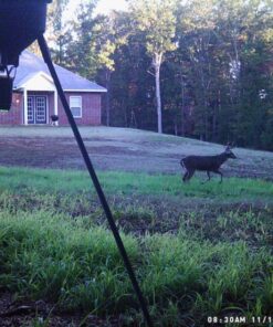 Antler King No Sweat No Till Plot Mix 31 81BOYvlBXZL