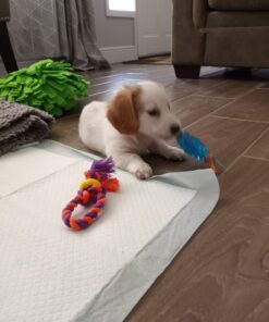 Petstages Mini Dental Chew Starter Pack for Puppies - 3 Pack Mini Chew 3 Pk 34 81BWRDO2cL