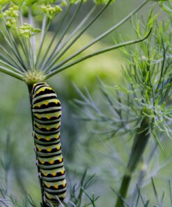 Nikon D7000 DSLR (Body Only) (OLD MODEL) Body Only Base 42 81BWuH7pKQL