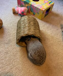 Oxbow Animal Health Timothy Hay Tunnel 26 81Ba5VoSIL