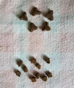 IAMS PROACTIVE HEALTH Healthy Kitten Dry Cat Food with Chicken Cat Kibble, 16 lb. Bag Dry Food 16.00 Pound (Pack of 1) 37 81BfycML0dL