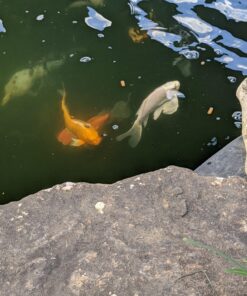 TetraPond Koi Vibrance, Soft Sticks, Easy to Digest Floating Pond Food, 5.18 lbs 39 81BhiHqYl1L