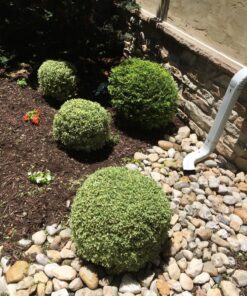 BLACK+DECKER 20V MAX Cordless Hedge Trimmer with Power Command Powercut, 22-Inch (LHT321FF) 20V Hedge Trimmer Kit 27 81Bhls6ZxhL