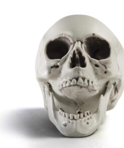 Prextex 6.5" Plastic Skull Head Halloween Decor | Realistic Life-Size Skeleton Skull Halloween & Day of The Dead Decoration | Scary Human Skull Replicas Skeleton Decor | Head Skulls Decor 25 81BlTeUI66L 1