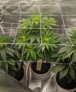 The Cannabis Grow Bible: The Definitive Guide to Growing Marijuana for Recreational and Medicinal Use 24 81BoAz99VBL