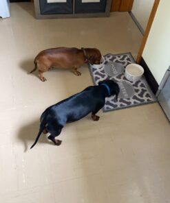 Wellness CORE Natural Grain-Free Small Breed Turkey & Chicken Dry Dog Food for Adult Dogs, High-Protein, USA-Made with Real Meat, 12-Pound Bag 12 Pound (Pack of 1) 30 81BqgRNUWLL