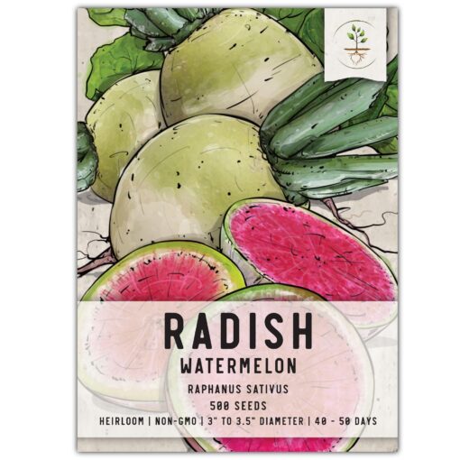 Seed Needs, Watermelon Radish Seeds - 500 Heirloom Seeds for Planting Raphanus sativus - Cool Weather Crop, Non-GMO & Untreated for an Outdoor Garden (1 Pack) 1 Pack (500 Seeds)