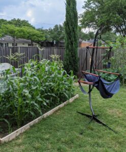 Seed Needs, 230+ Peaches & Cream Sweet Corn Seeds (Zea mays) Untreated and Non-GMO Bulk 31 81BxLhgTML