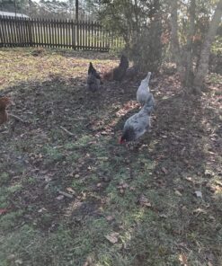 Best Choice Products 80in Outdoor Wooden Chicken Coop Multi-Level Hen House, Poultry Cage w/Ramps, Run, Nesting Box, Wire Fence, 3 Access Areas 49 81ByCX F9L